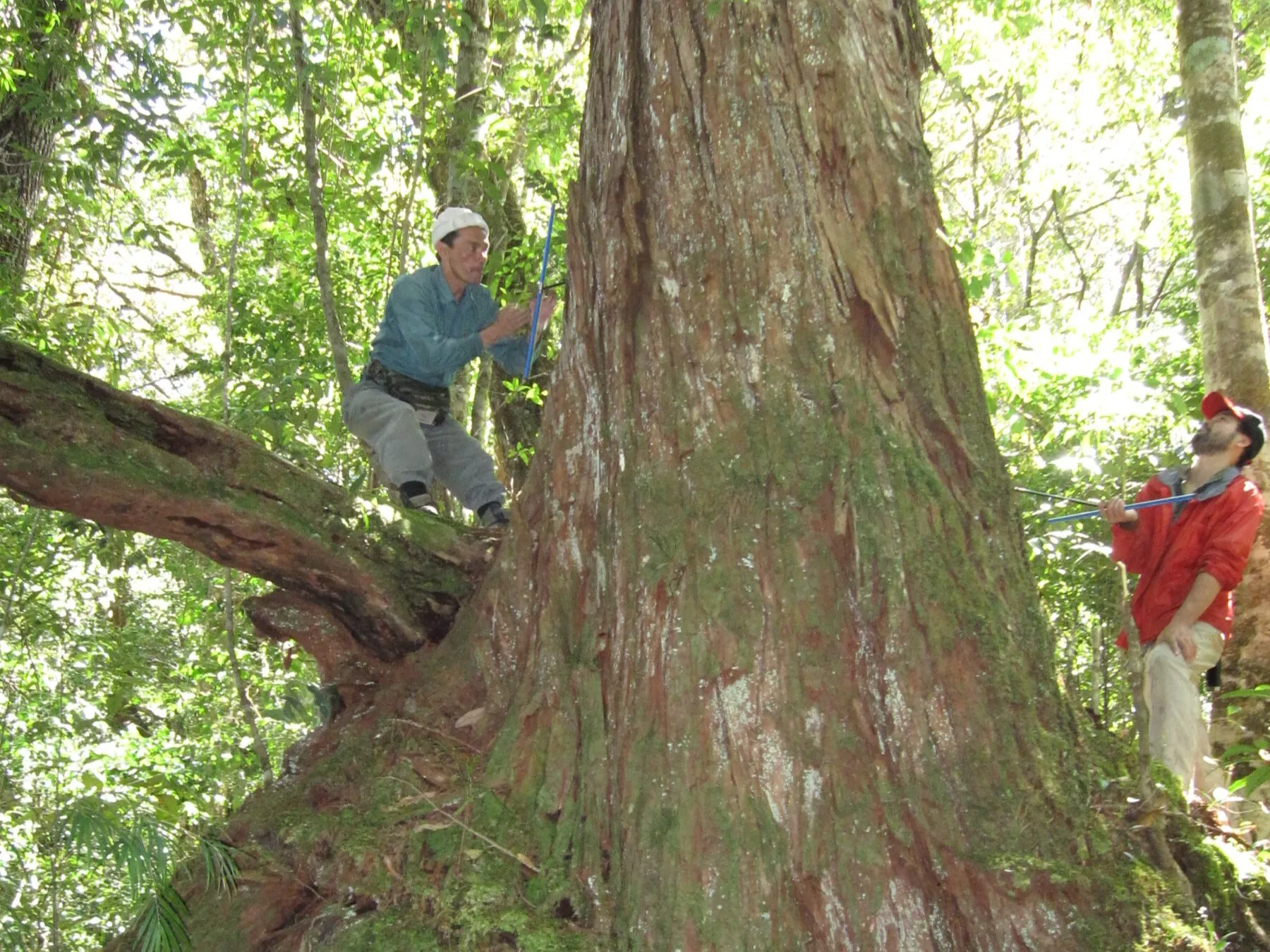 Two people in a large tree