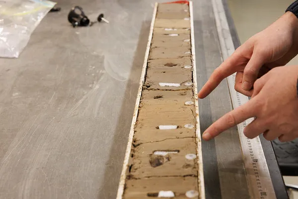 Cross-section of a sediment core