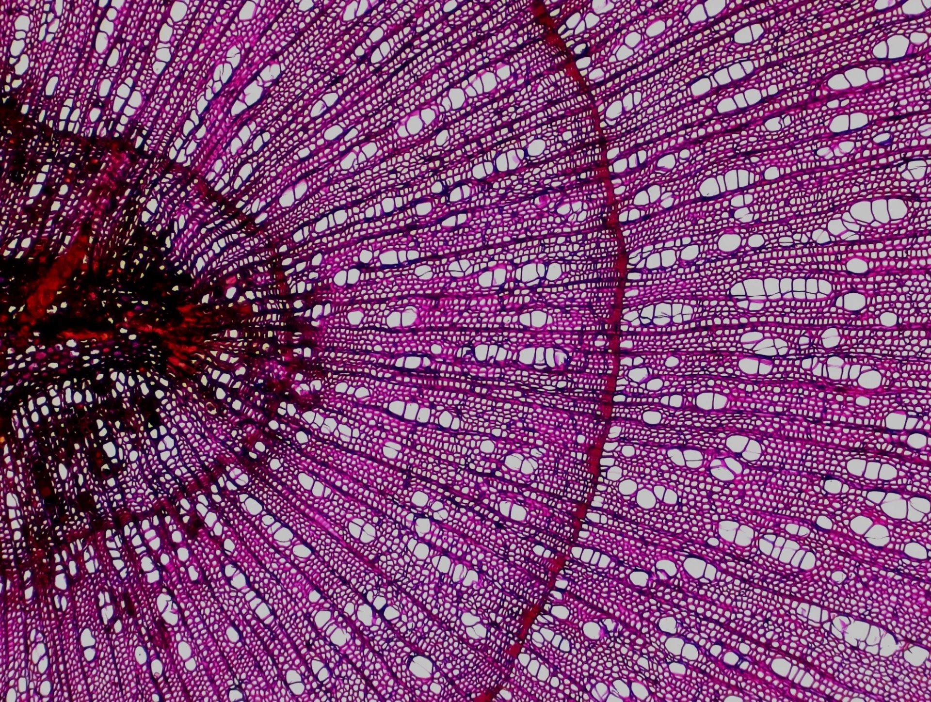 Wood anatomy detail in Alnus sp. pith. Sample collected at Twelve Summit, Alaska (2011). Anatomical microsection prepared at LDEO Tree Ring Lab by Arturo Pacheco-Solana.