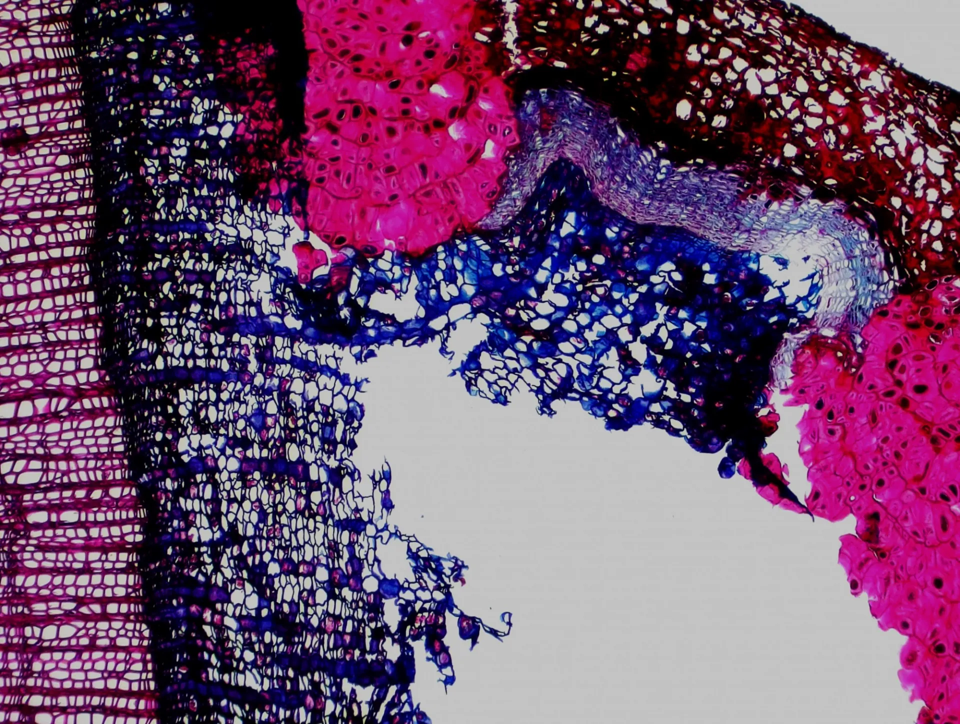 Wood anatomy detail in Betula sp. bark. Sample collected at Twelve Summit, Alaska (2011). Anatomical microsection prepared at LDEO Tree Ring Lab by Arturo Pacheco-Solana.