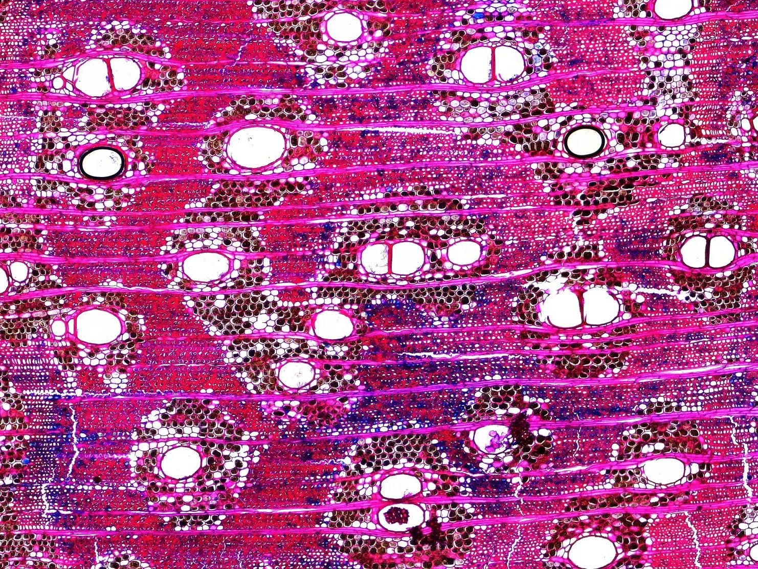 Wood anatomy of Amburana cearensis. Sample collected at Madidi National Park, Bolivia (2019). Anatomical microsection prepared at LDEO Tree Ring Lab by Rose Oelkers.