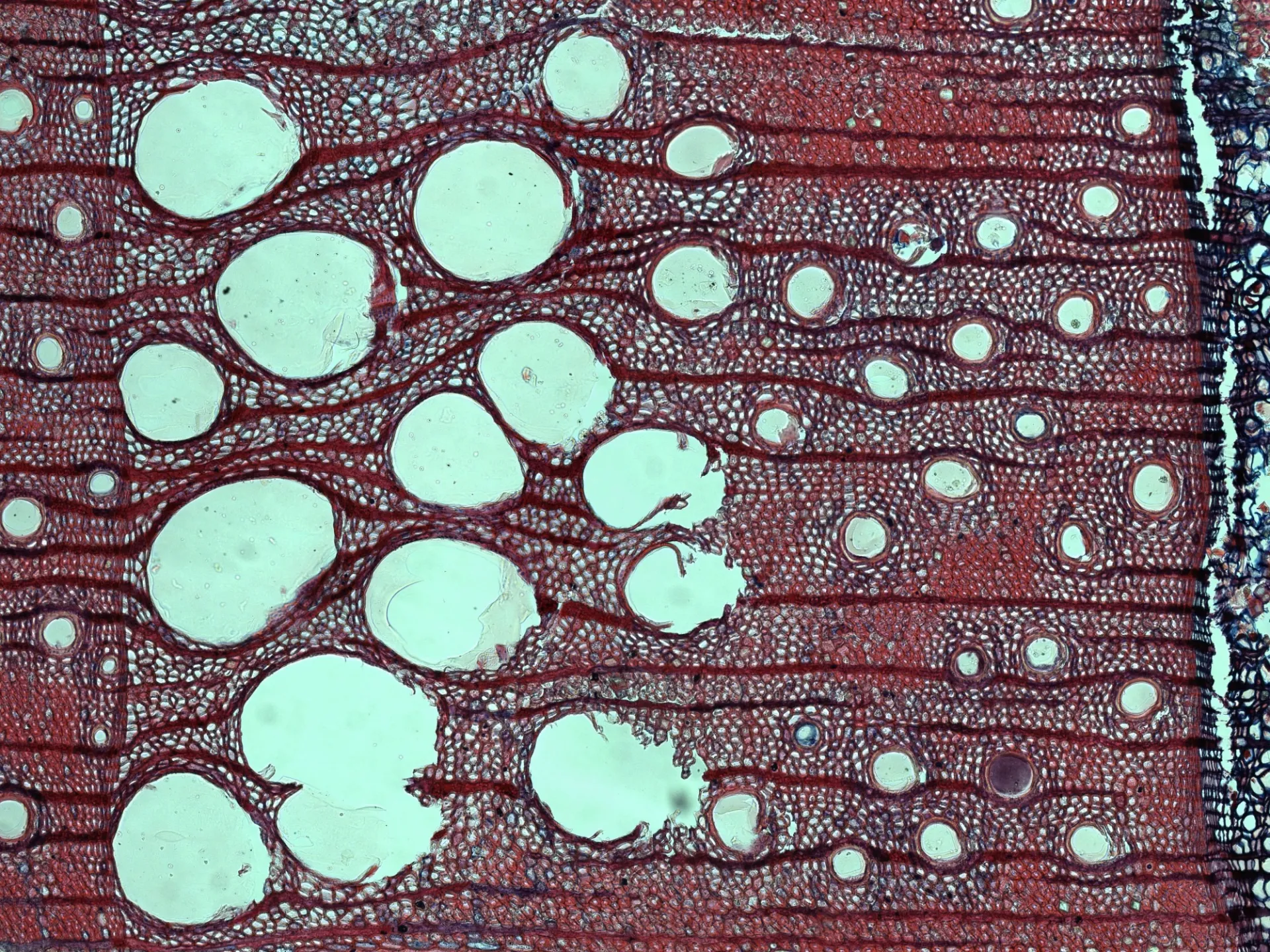 Tree Ring Lab | Lamont-Doherty Earth Observatory