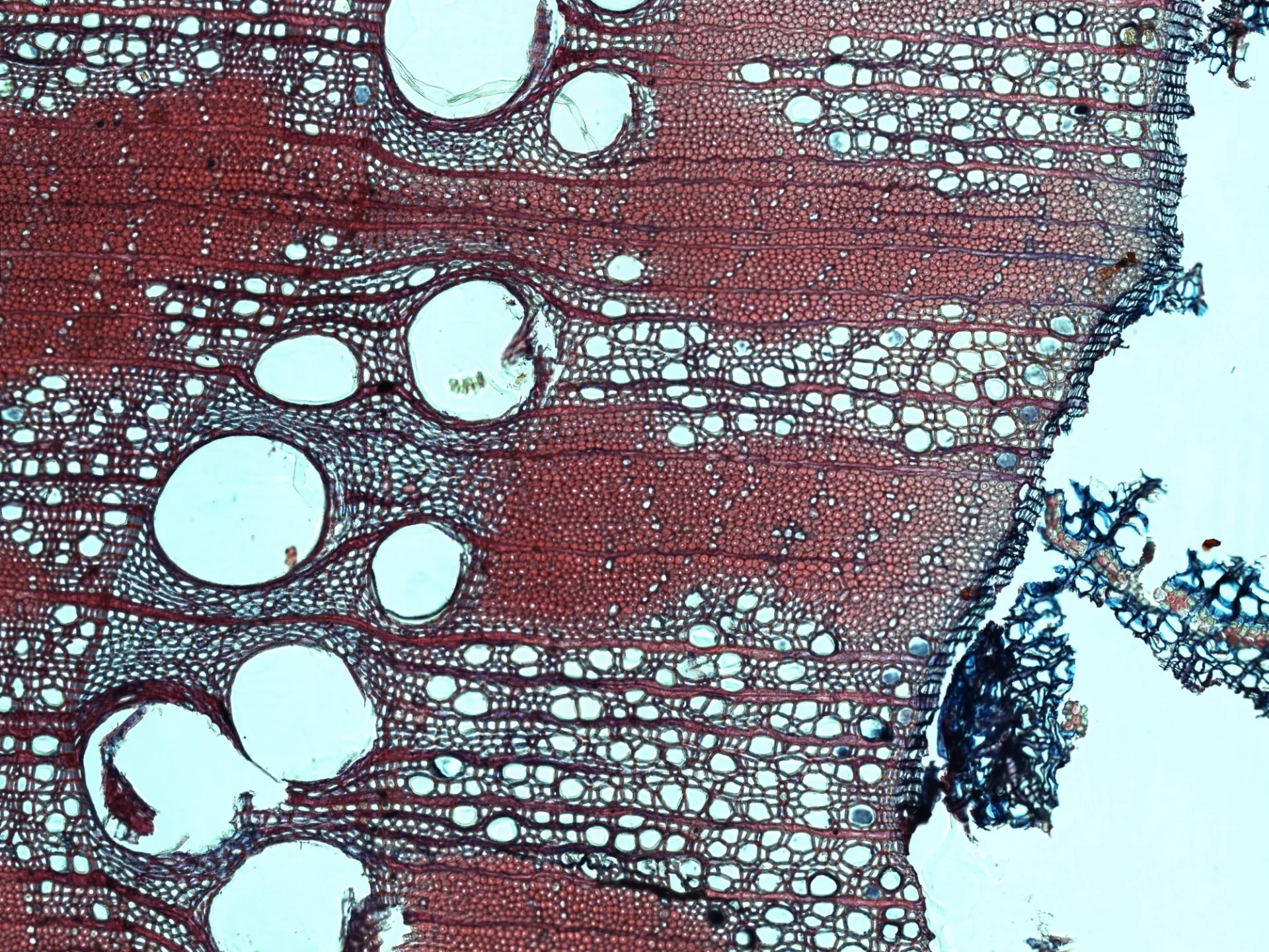 Tree Ring Lab | Lamont-Doherty Earth Observatory