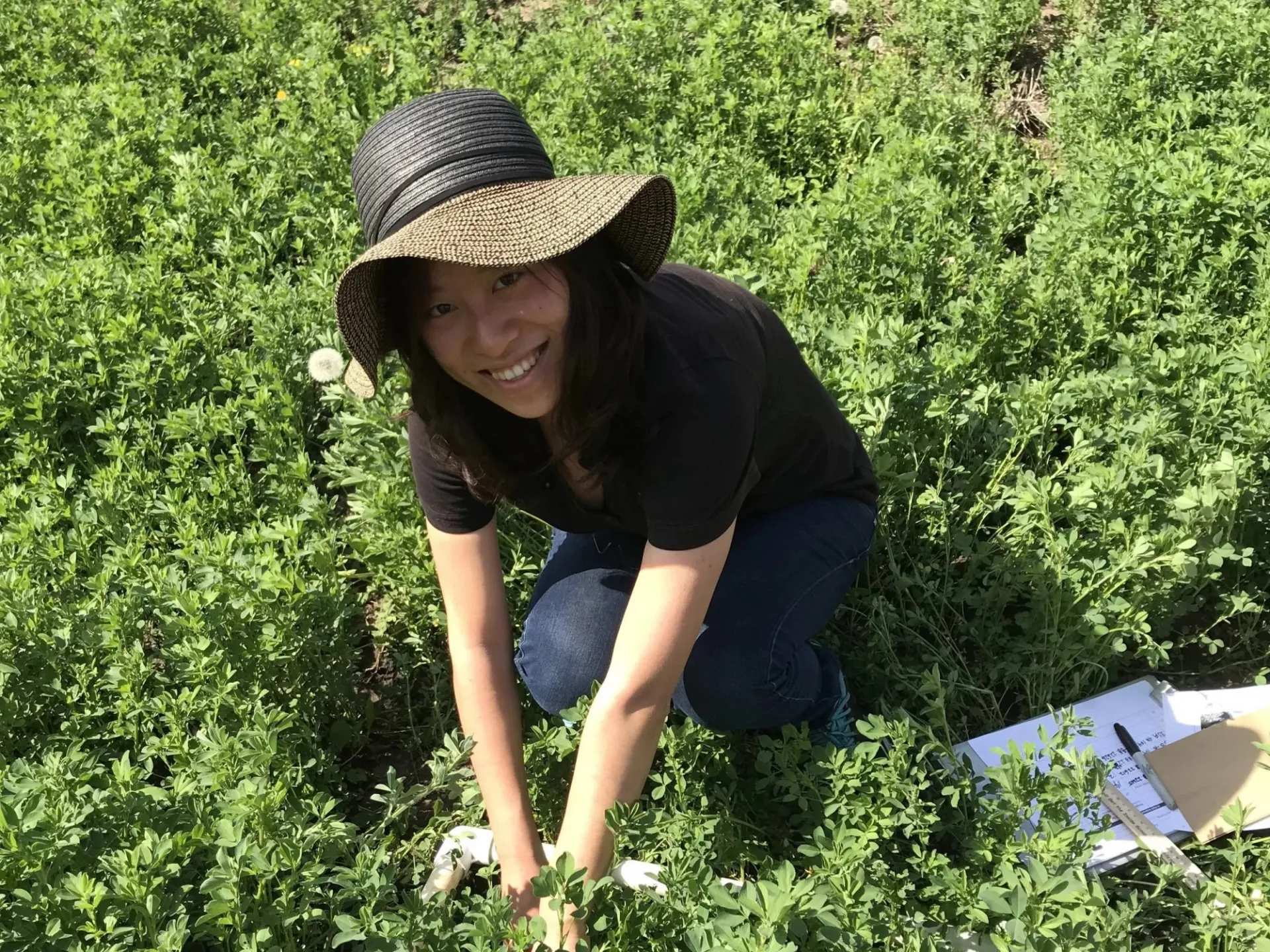 Yushu Xia collecting cover crop biomass samples in an organic field in Illinois. Credit: Michelle Wander 