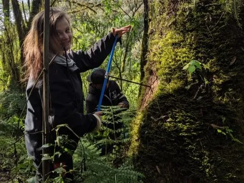 Rose Oelkers coring a tree in the Tucuman-Bolivian forest in south Bolivia. Photo courtesy of Rose Oelkers.