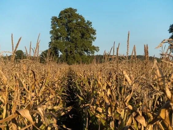 Cornfield. Credit: hippopx