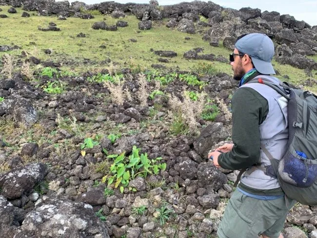 So-called rock gardens were key to feeding the population of Rapa Nui, today commonly known as Easter Island. Robert DiNapoli, coauthor of a new study on the gardens, inspects one. Credit: Carl Lipo
