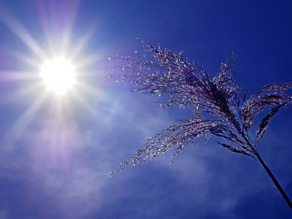 Hot sun and dry plant. Credit: Pixabay