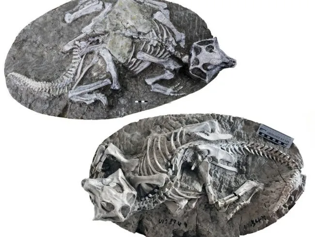 Two perfectly articulated skeletons of the sheep-size dinosaur Psittacosaurus, found in China’s Yixian and Paleoanthropology, Chinese Academy of Sciences