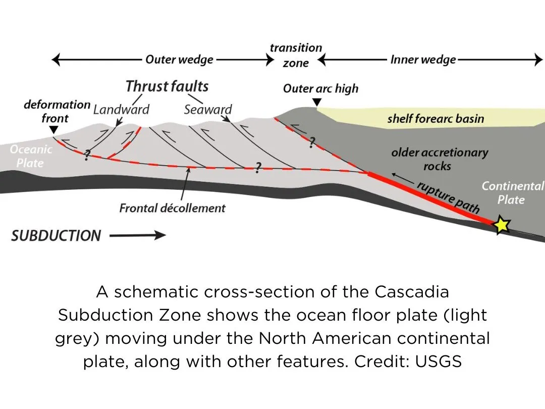 A schematic cross section of the Cascadia Subduction Zone shows the ocean floor plate (light grey) moving under the North American continental plate, along with other features. Credit: USGS