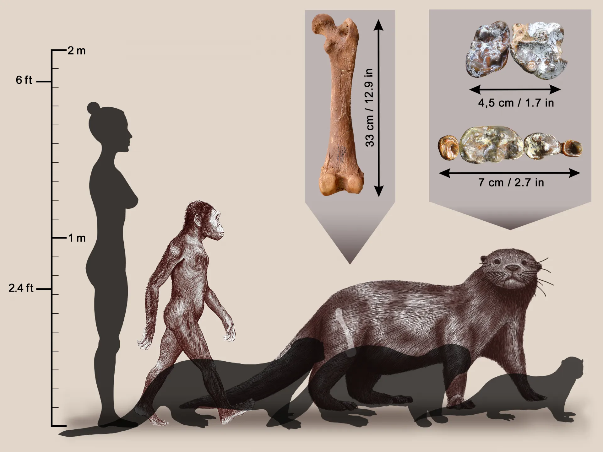 otter.jpg