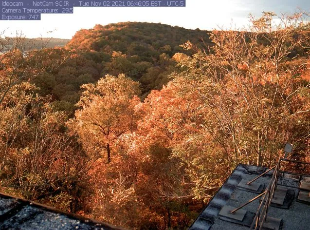 trees with orange and red leaves
