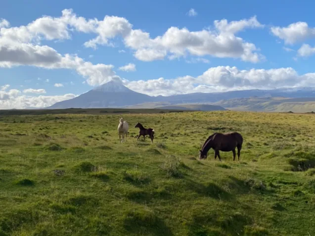 horses 637x477.png
