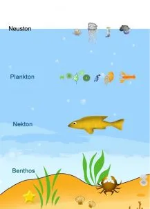 Neuston Plankton Nekton Benthos 217x303.jpeg