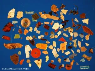 Plastic found in bird 303x227.jpg