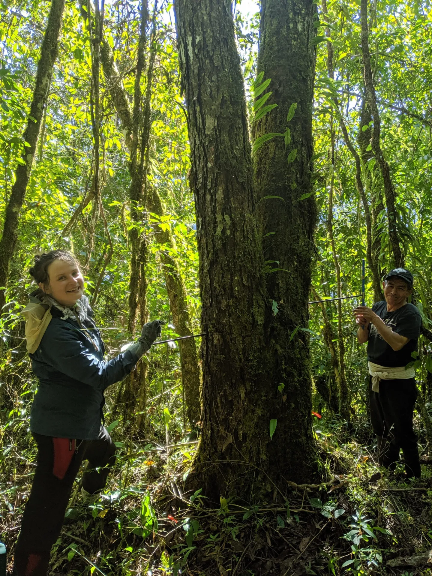 what tropical trees can teach us about the environment