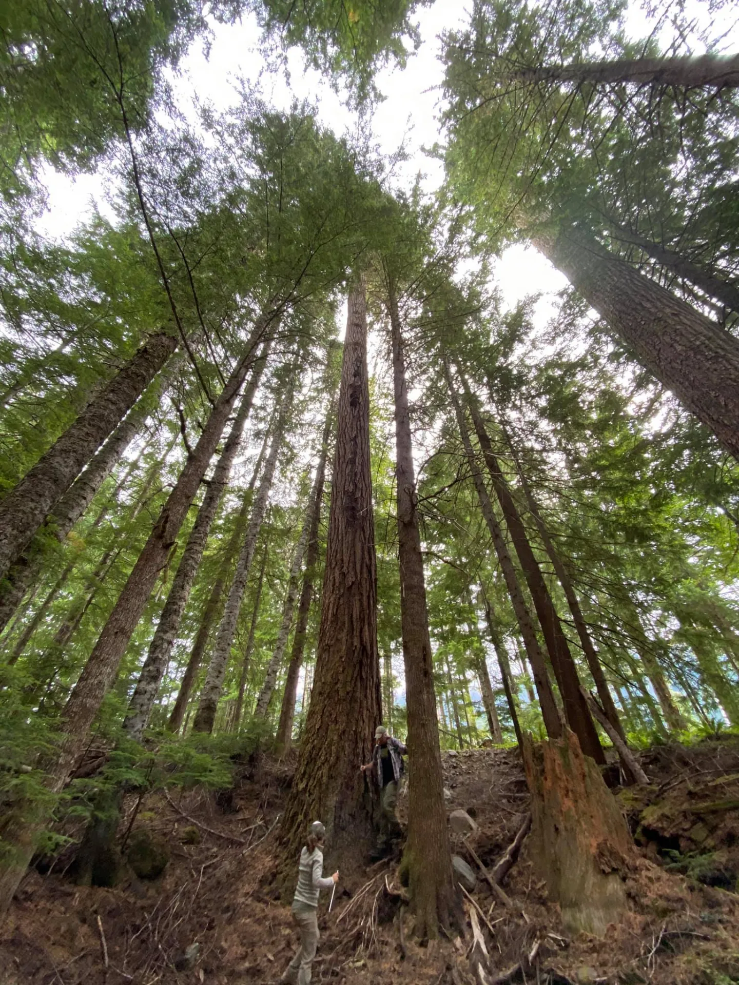 Karen Mount Rainier Tahoma Creek 1300s Douglas fir.jpg