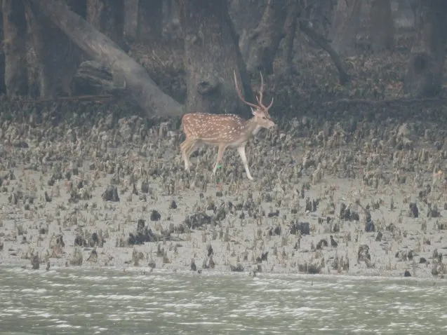 3.1.deer  637x478.jpeg