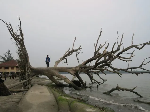 3.6.uprootedttree 637x478.jpeg