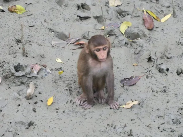 3.8.babymonkey 637x478.jpeg