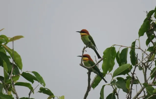 3.8a.beeeaters 637x406.jpeg