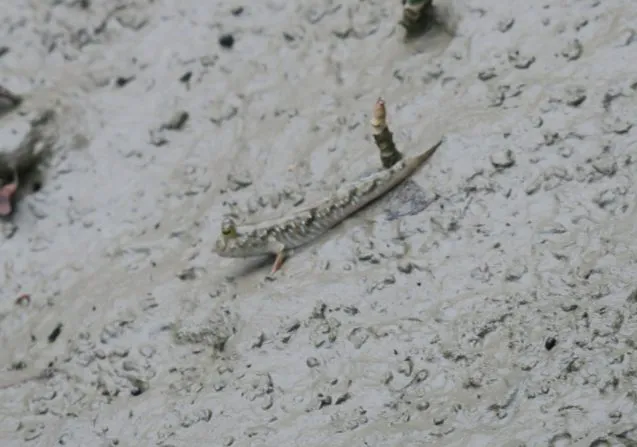 3.9.mudskipper 637x447.jpeg