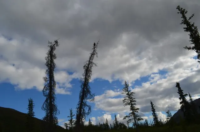 trees and sky