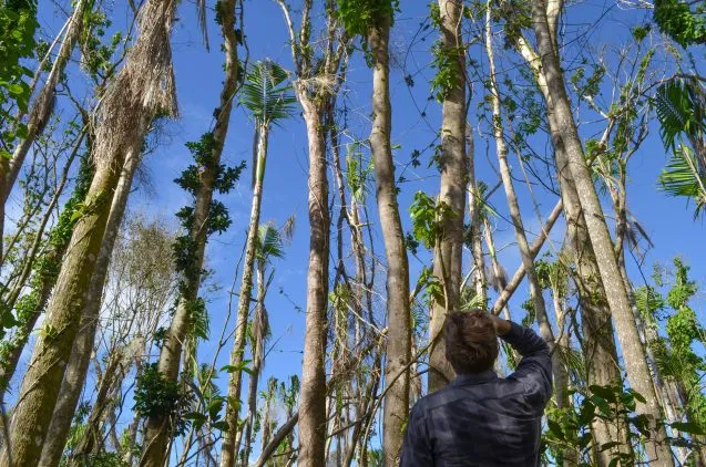 maria uriarte looking up at trees