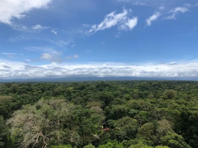 treetops and sky