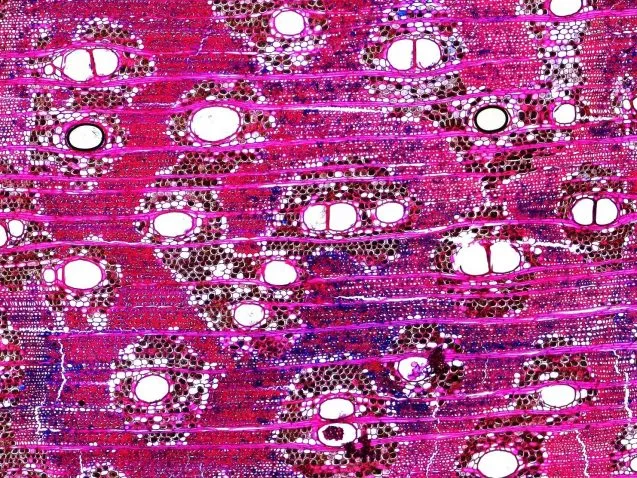 large and small cells of wood, dyed pink and red