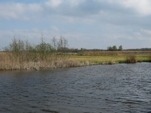 6IMG 5493wetlands 637x478.jpeg