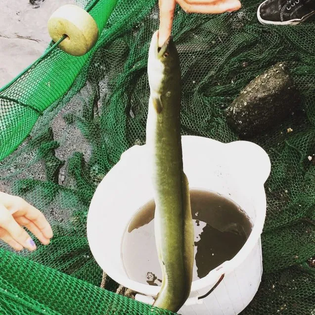 American eel