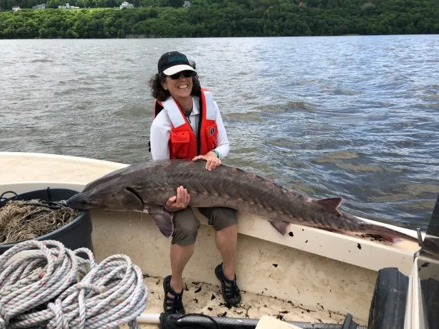 Atlantic Sturgeon