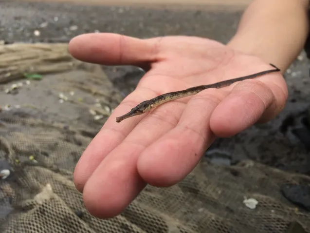Northern Pipefish