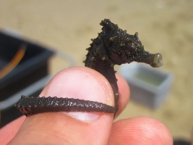 Sea horse