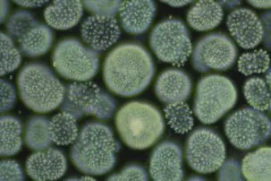 Cyanobloom 303x202.jpg