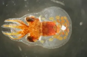 Zoopocto 303x201.jpg