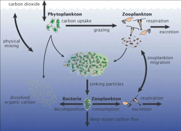 carbon cycle 637x462.jpg
