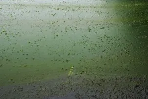 cyano 303x202.jpg