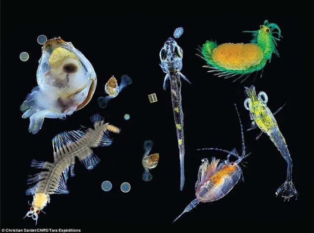 species diversity 637x474.jpeg