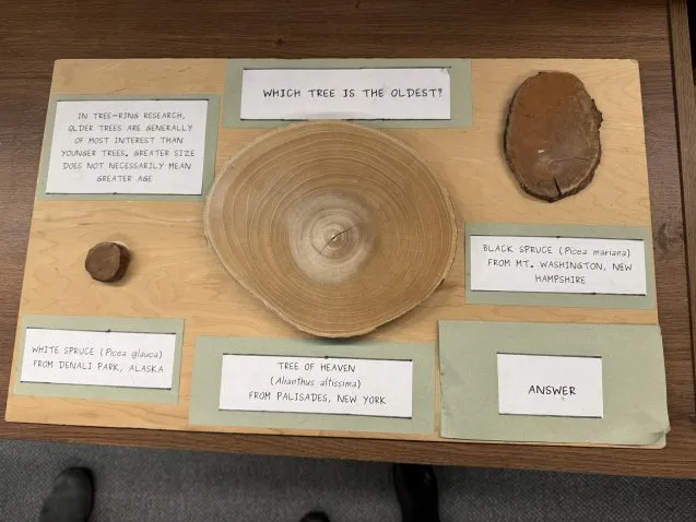 tree rings 637x478.jpg