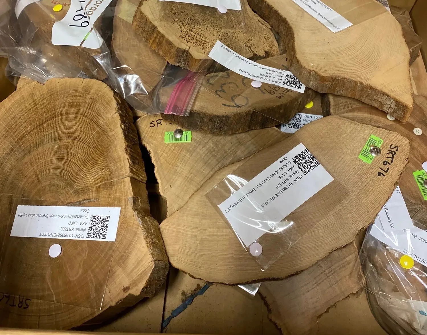 learning how trees can help unlock secrets of our climate future