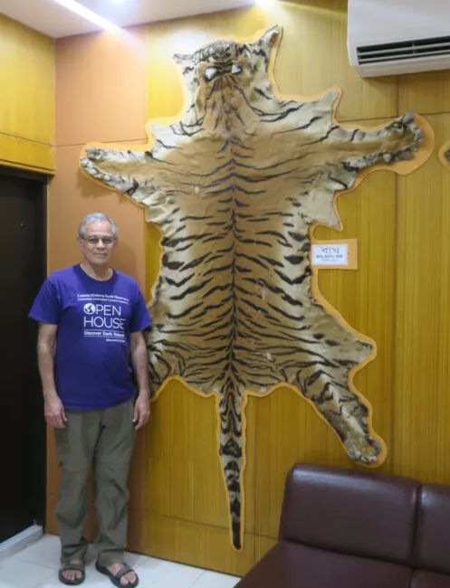 2.6TigerSkin 497x650.jpeg