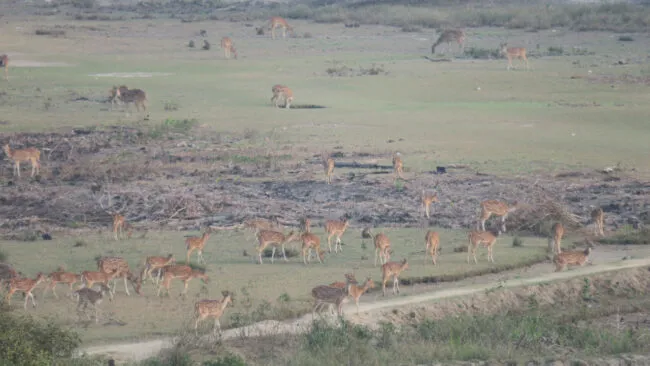 2.8Deer 650x366.jpeg