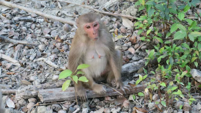 2.9Monkey 650x366.jpeg