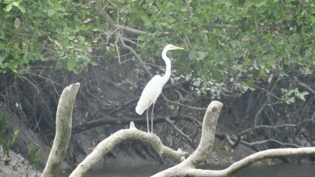 3.11Egret 1 650x366.jpeg