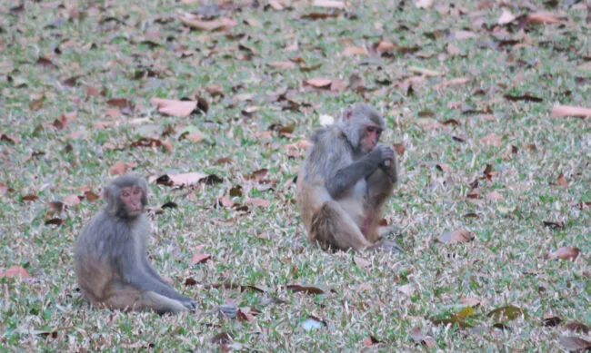 4.14monkeys 650x389.jpeg