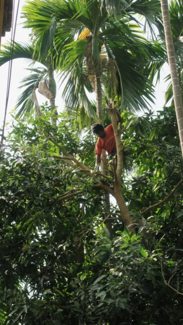 4.9cutting tree 366x650.jpeg