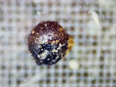 Metal Spherule 400x300.jpg