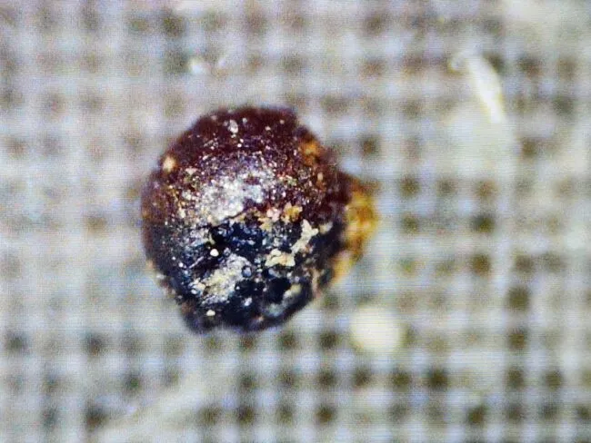 Highly magnified metal spherule